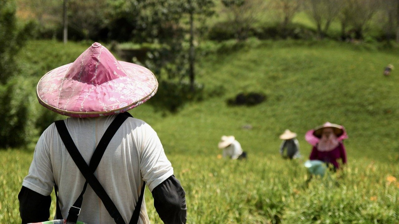 How Early Farming and Genetic Manipulation Shaped Human Civilization
