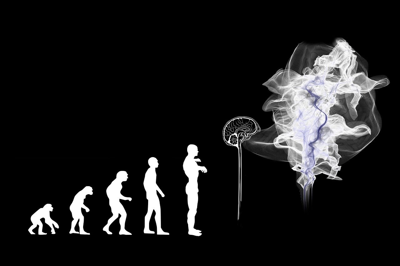 The Evolution of the Mammalian Brain