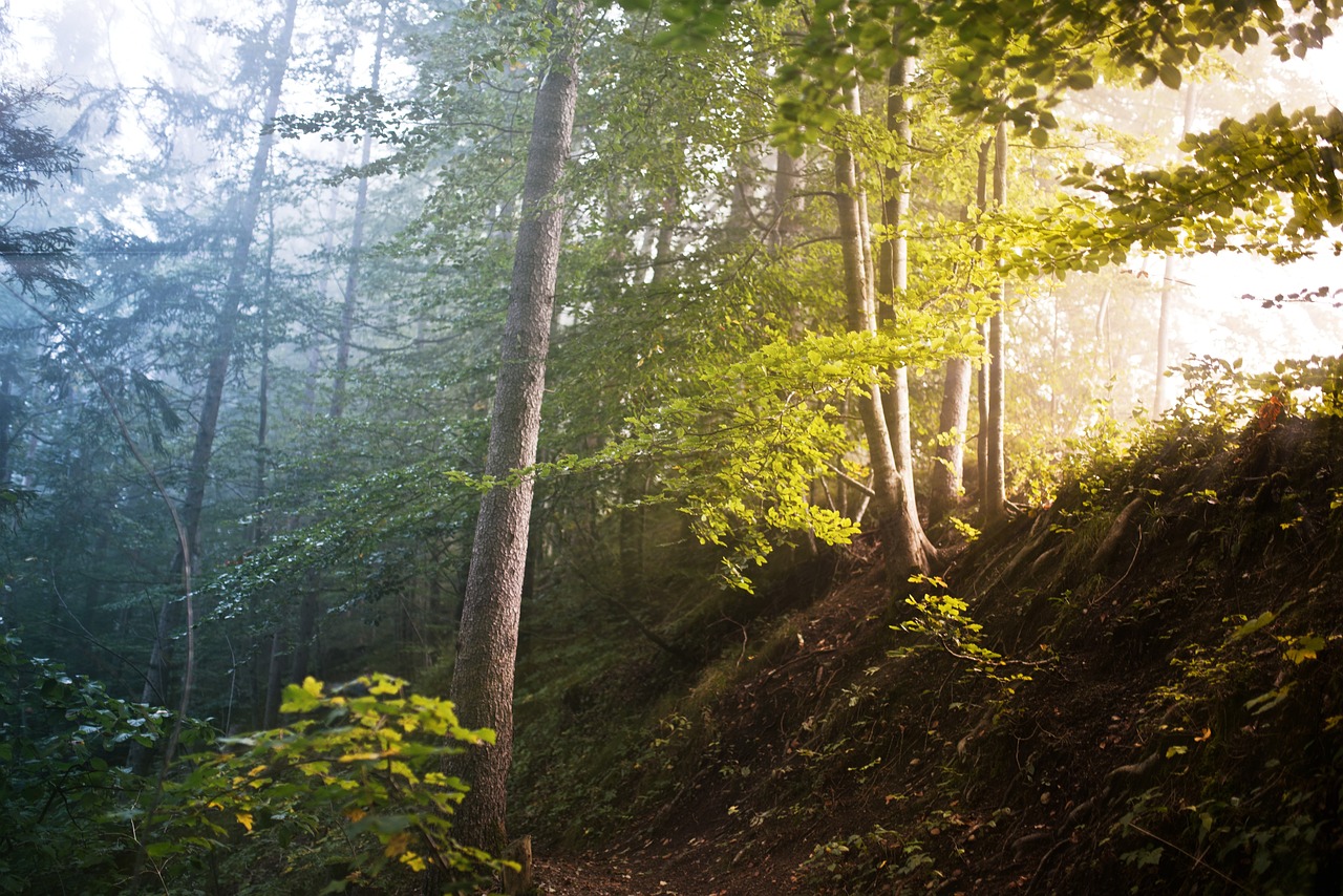 How Trees Care for Each Other: Insights from Nature