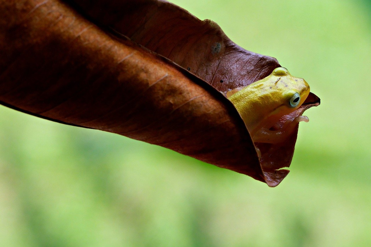 Amphibians: Survivors of Earth’s Extinction Events