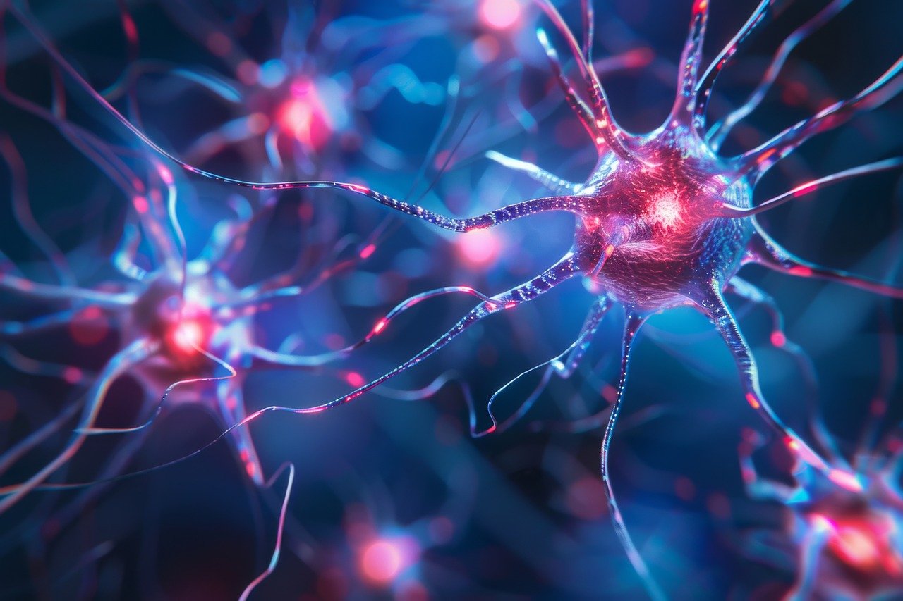 How Neurons Communicate: Excitation and Inhibition