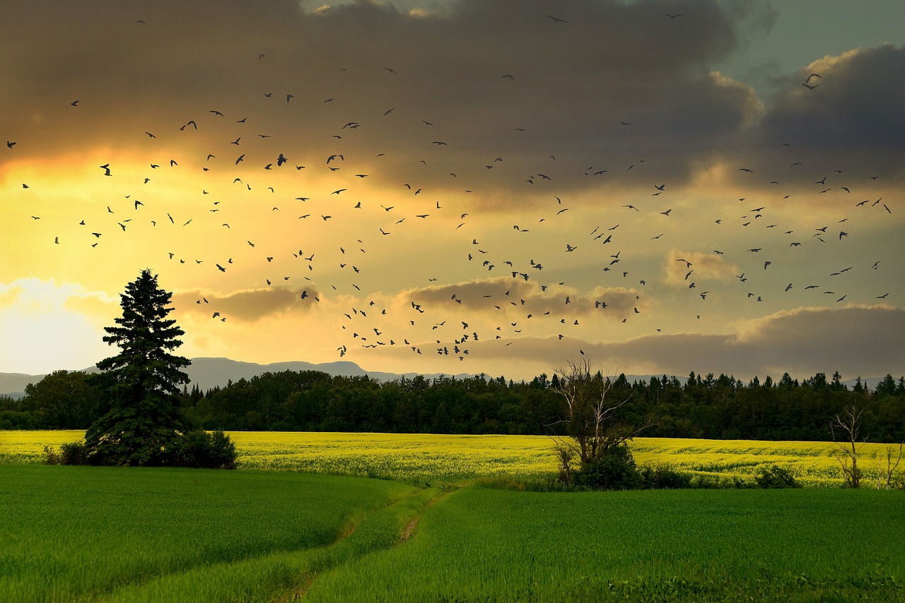 Understanding the Complex Web of Life on Earth