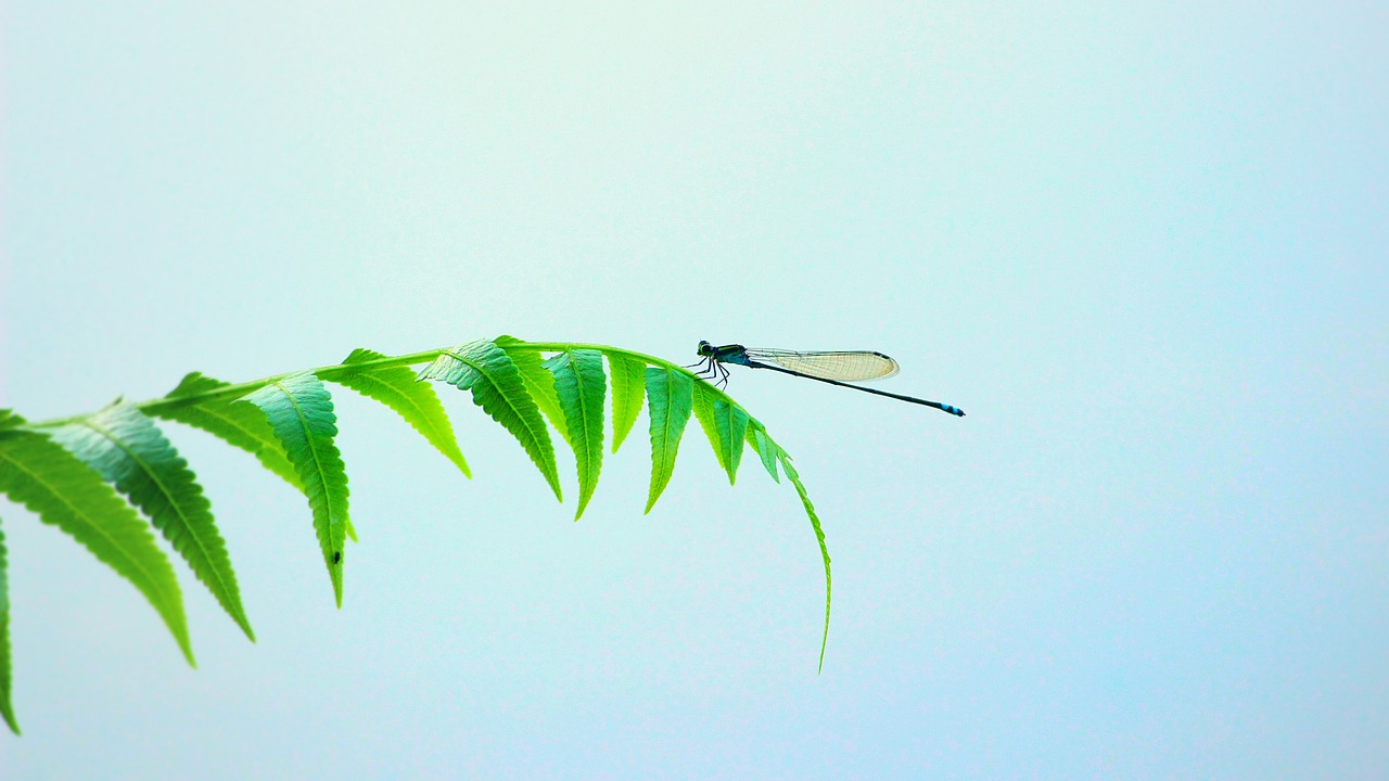 The Crucial Role of Insects in Our Ecosystem