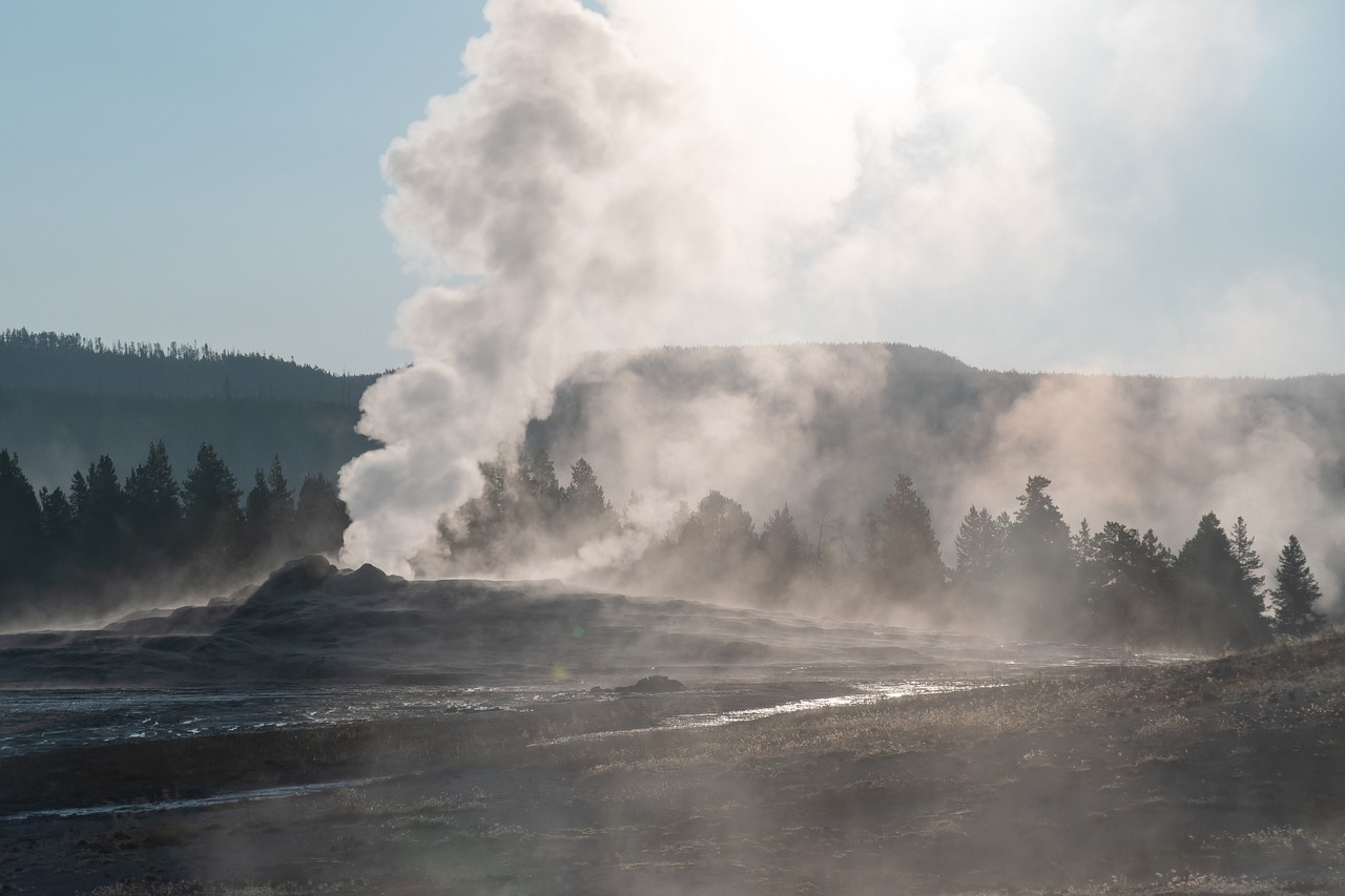 Understanding Energy Transfer in Ecosystems