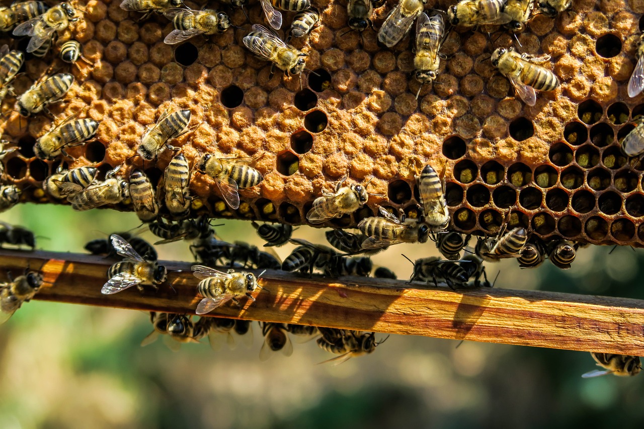 How Group Dynamics Influence Decision Quality