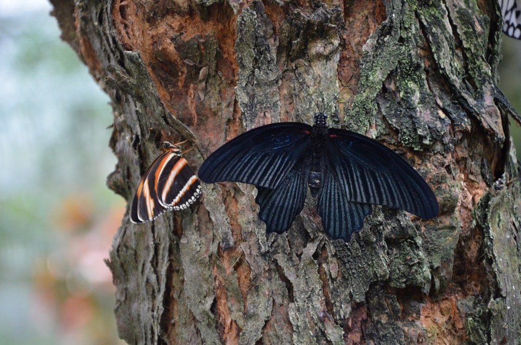 Trees and Insects: An Unseen Communication&nbsp;Network