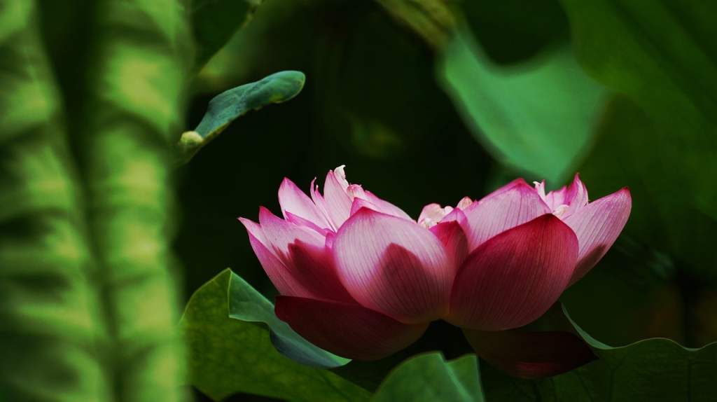 The Hidden Biodiversity Within&nbsp;Us