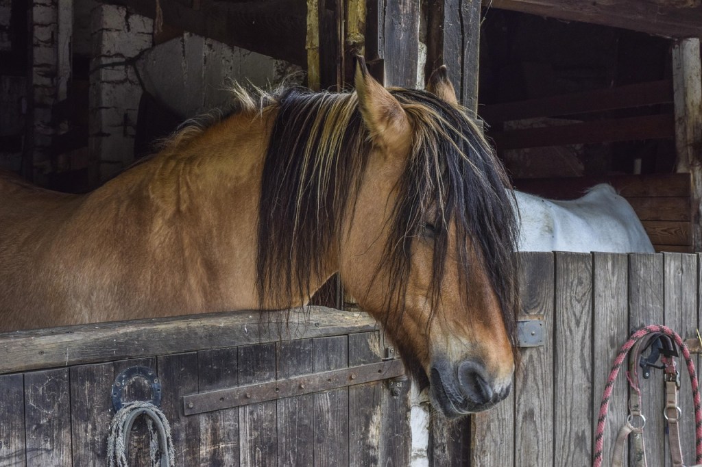 Dreaming with Horses: What Sleep and Nature Tell Us About&nbsp;Connection