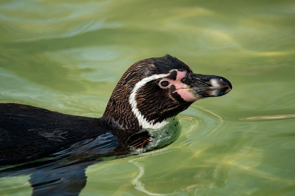 The Power of Genetic Diversity in a Changing&nbsp;World