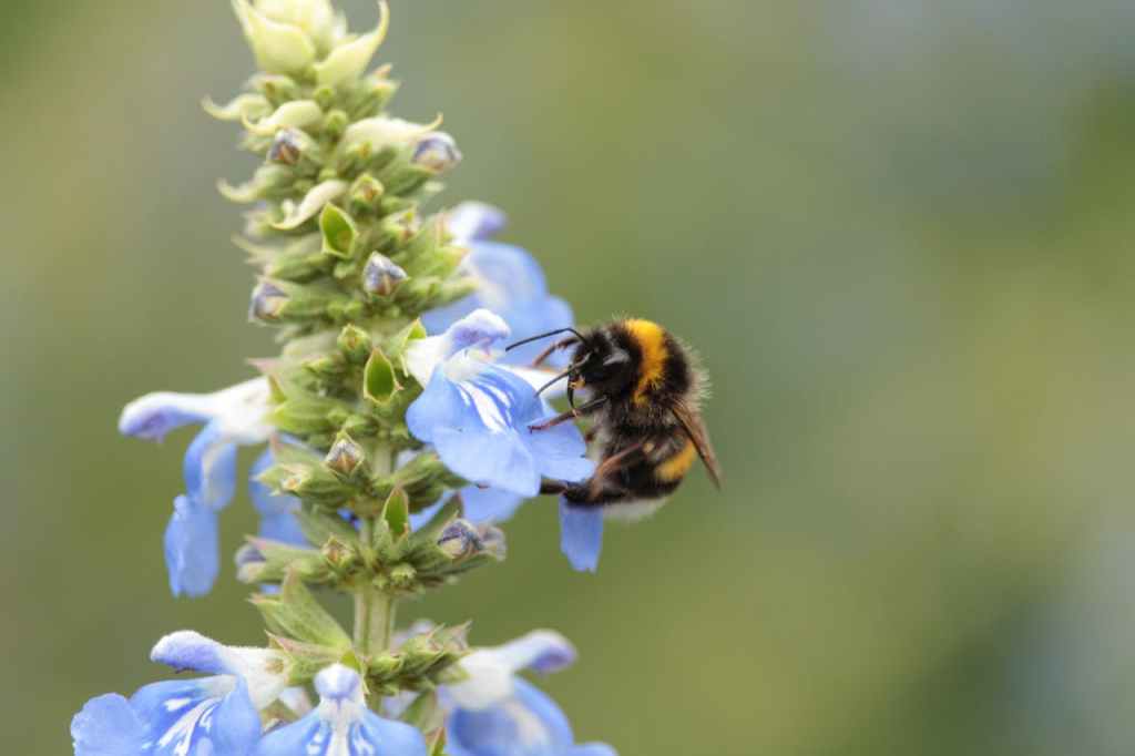 The Vanishing Buzz: Understanding the Crisis Facing Our&nbsp;Bees