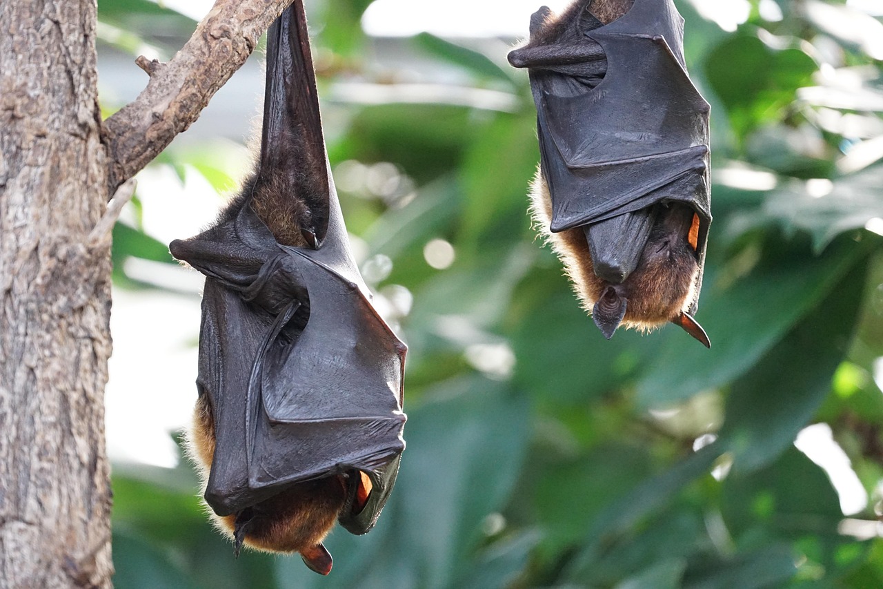 Zoonoses: The Hidden Threat from Animals Driving Our Deadliest Outbreaks