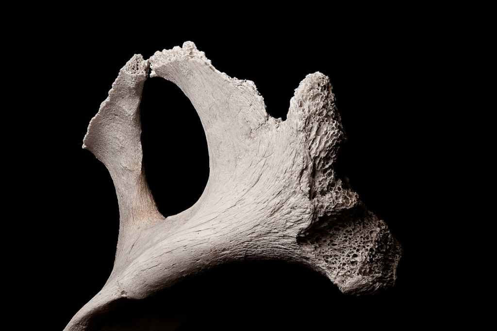 Alive and Remodeling: The Lifelong Story of Your Cartilage&nbsp;Core