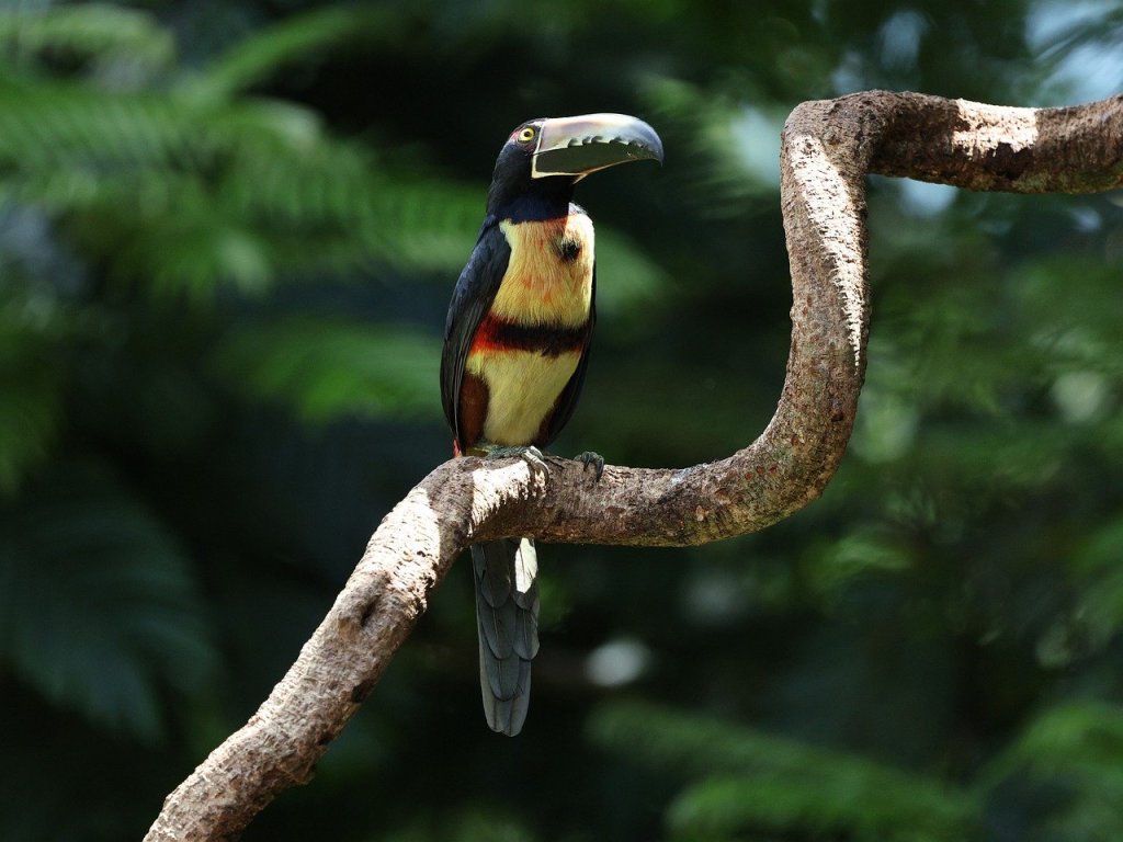 Global Warming’s Hidden Winners: The Tropical&nbsp;Survivors