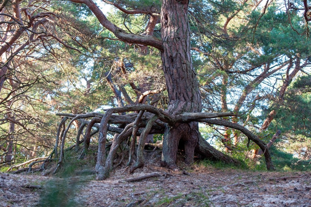 The Secret Social Network of Trees: Fungi, Fighters, and Forest&nbsp;Survival