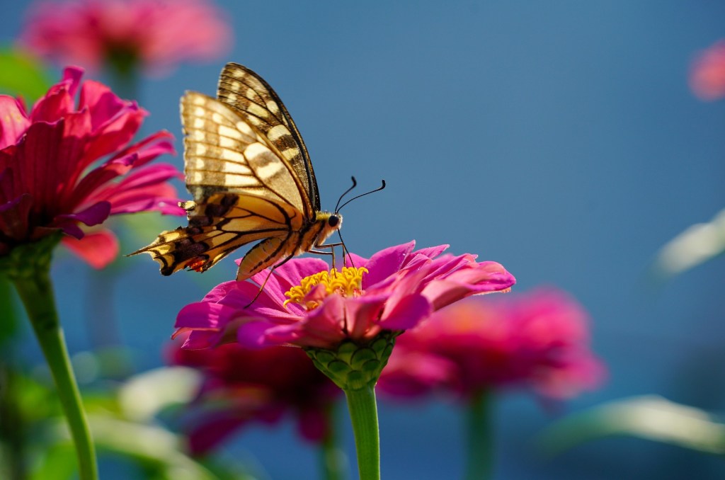 The Butterfly Effect: Why the Insect Apocalypse Is Our&nbsp;Emergency