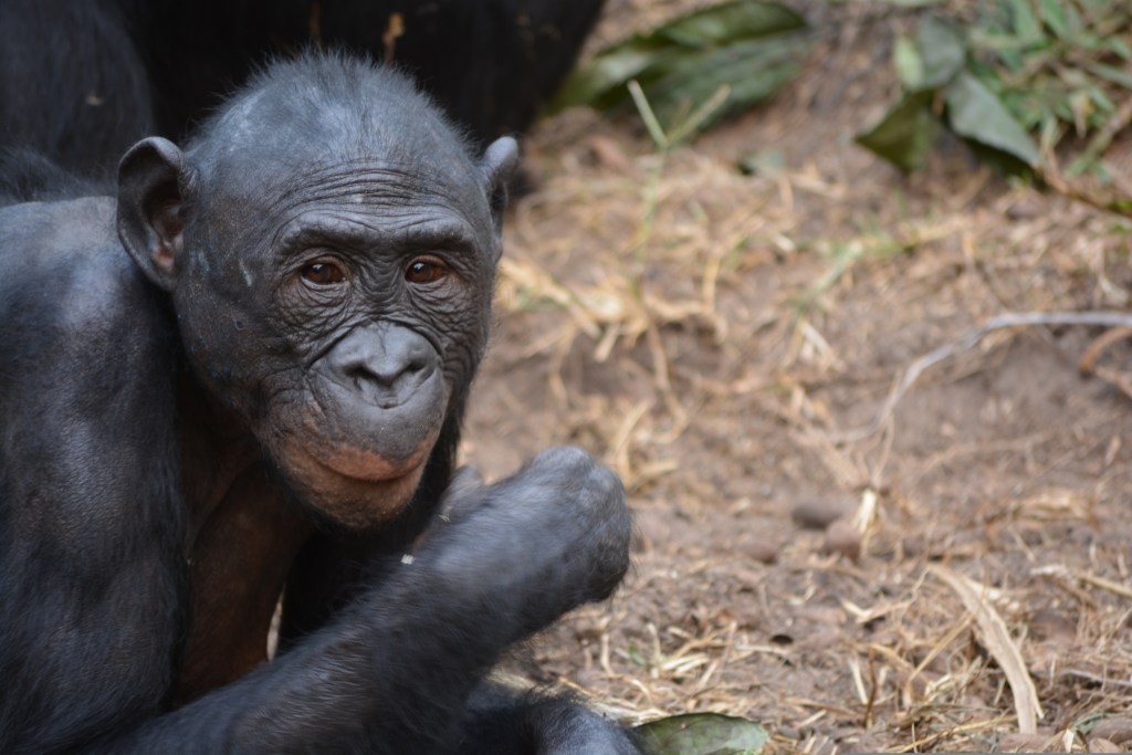 The Power of Cuteness: From Bonobos to Humans and&nbsp;Beyond