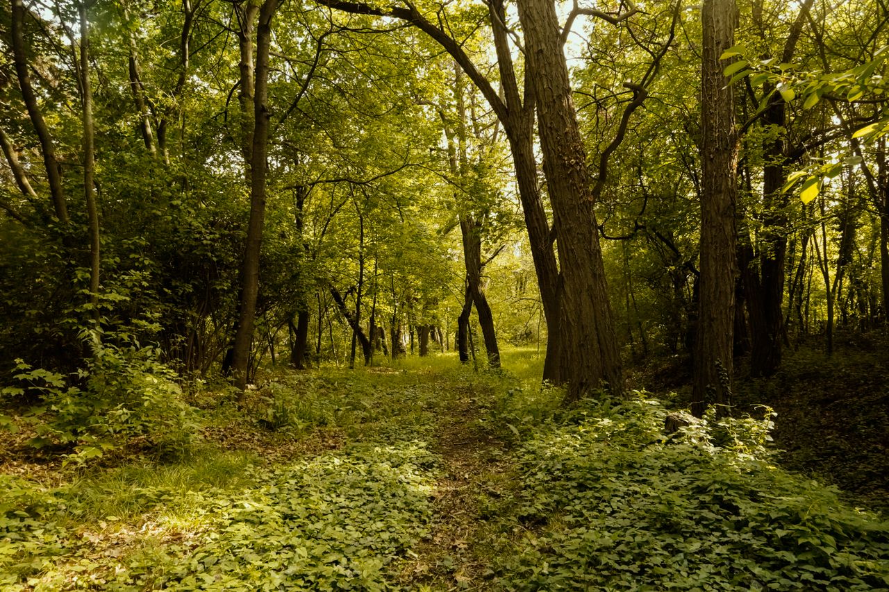 Trees’ Quiet Work: How Water, Bark and Time Shape a Living Giant