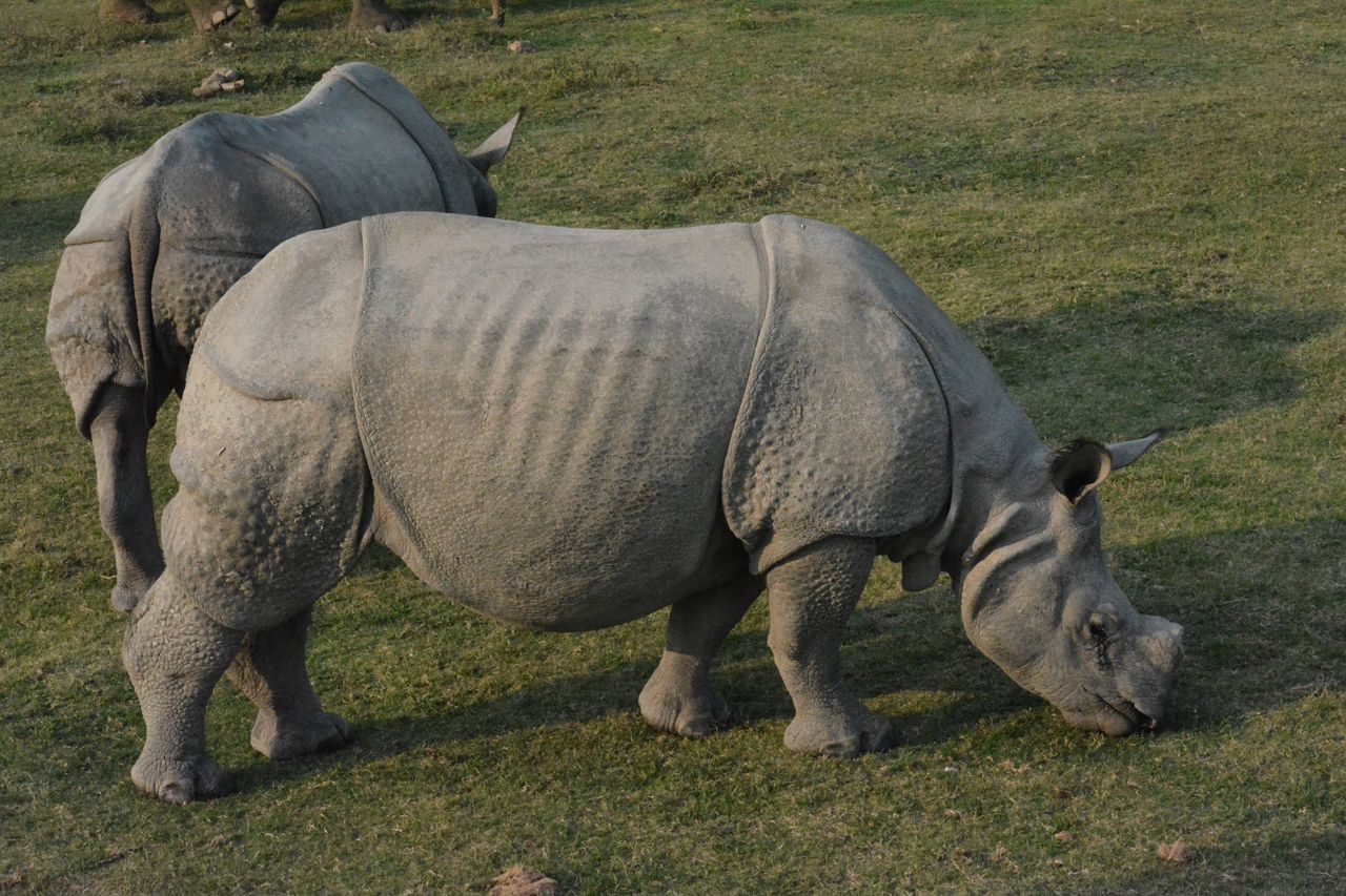 The Sixth Extinction: How One Species Changed Everything